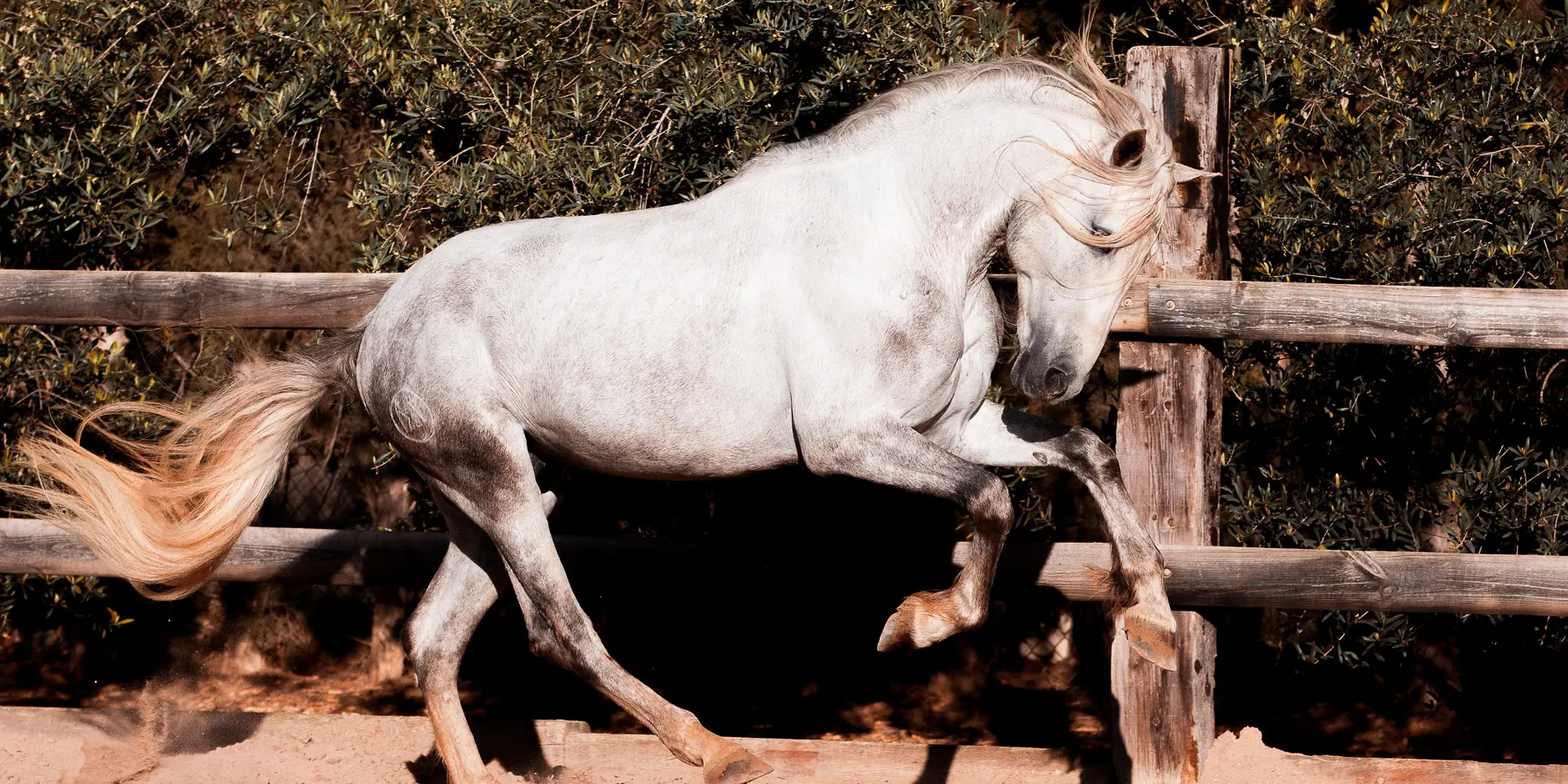 A grey horse with a flowing pale tail lifts its forelegs and trots through the sand beside a wooden fence