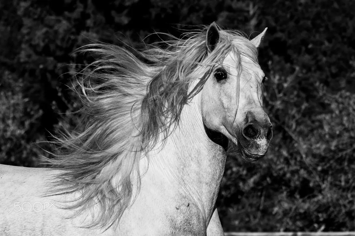 A grey Pura Raza Española stallion in black and white, its long mane streaming as it turns its head toward the camera